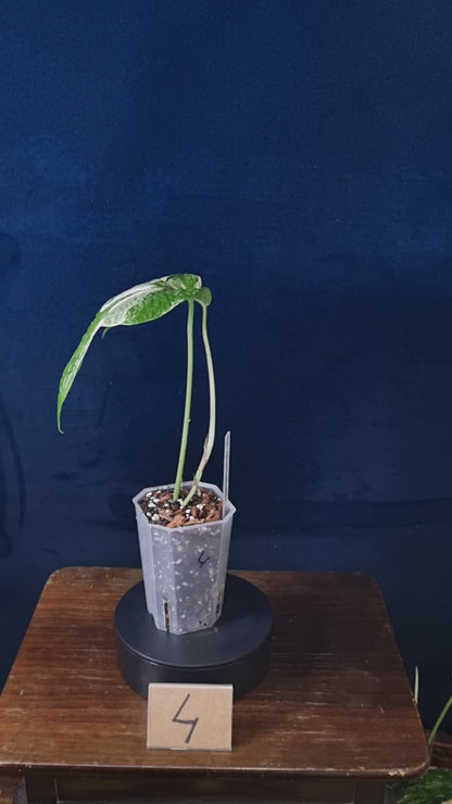 Amydrium Medium Variegata