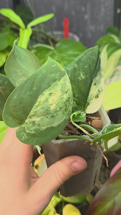 Scindapsus Mangurai Medium