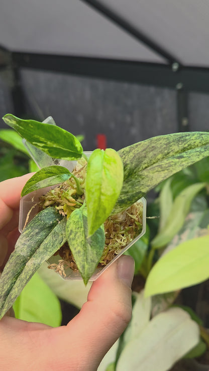 Epipremnum Cebu Blue Mint