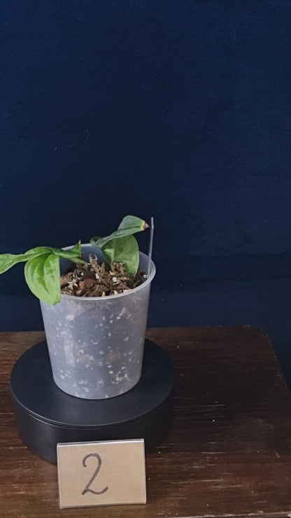 Rhaphidophora Korthalsii