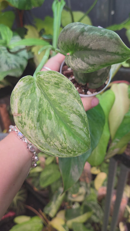 Scindapsus Silver Knight Variegata