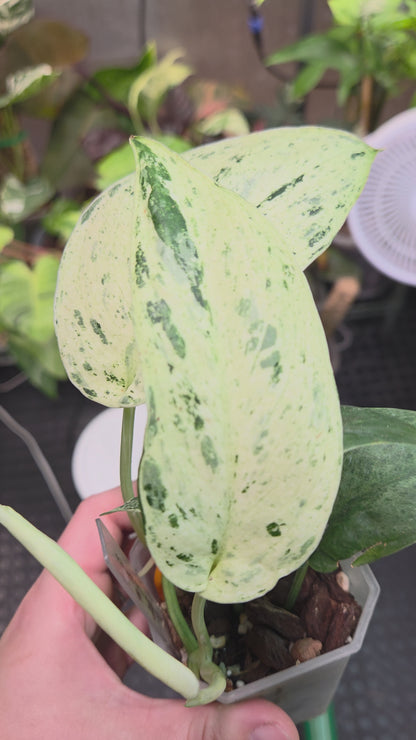Scindapsus Jade Satin Marble Queen Medium