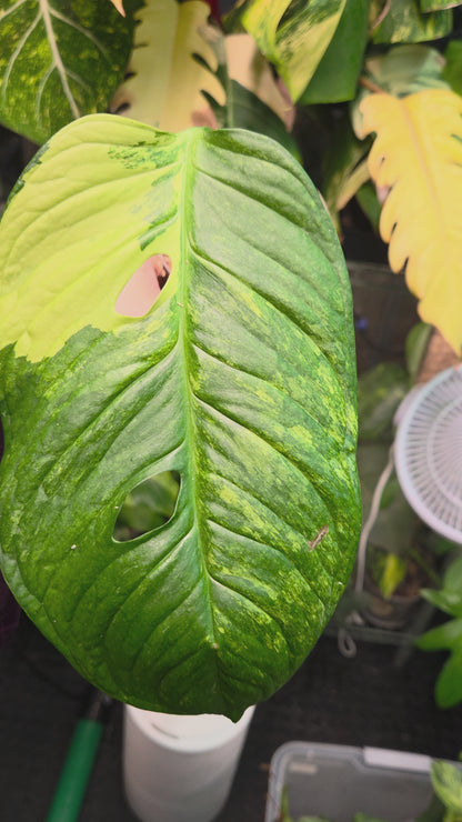 Monstera Obliqua Mayuna Variegata