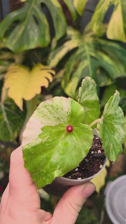 Begonia Rouge Variegata