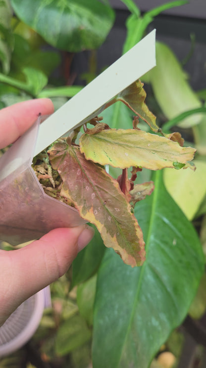 Begonia Dainty Spray Variegata