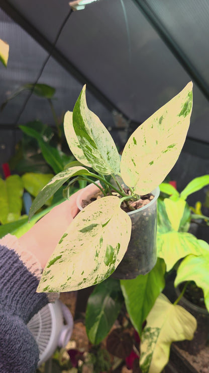 Epipremnum Pinnatum Marble