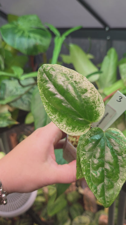 Piper Macropiper Variegata
