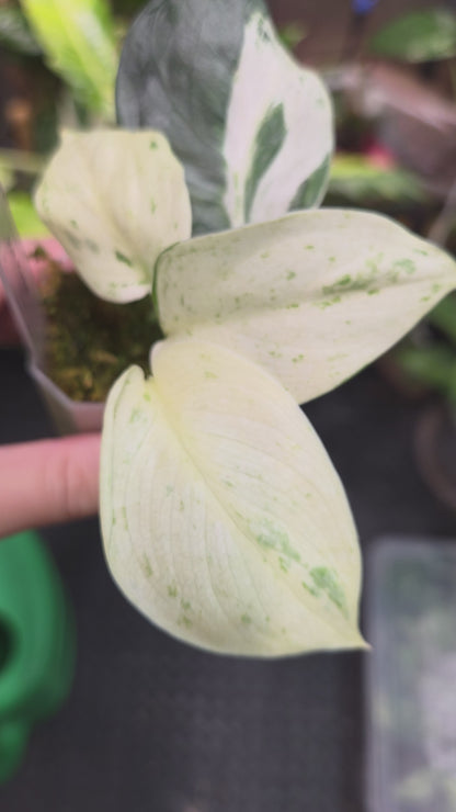 Scindapsus Peasun (More White Variegation) - Medium