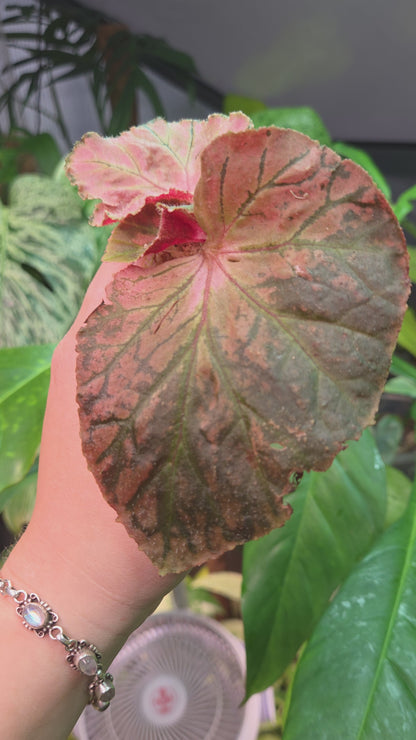 Begonia Midnight Sun Variegata
