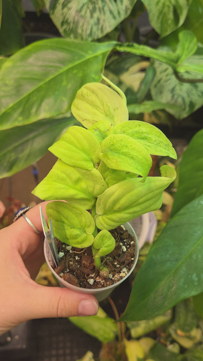 Rhaphidophora Korthalsii Marble Aurea