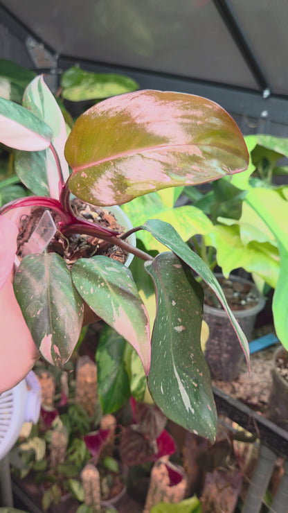 Philodendron Red Anderson