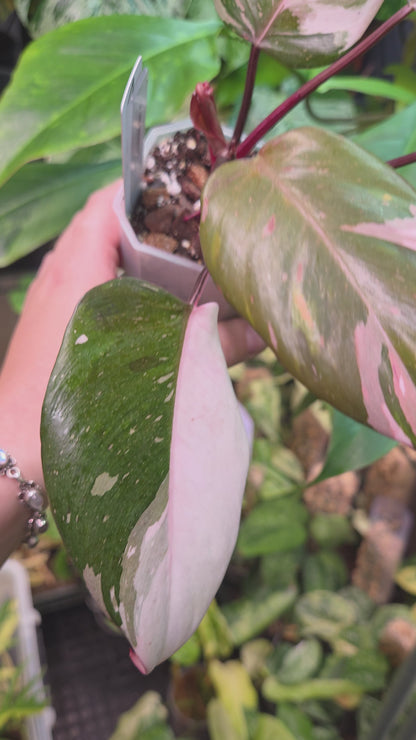 Philodendron Red Anderson