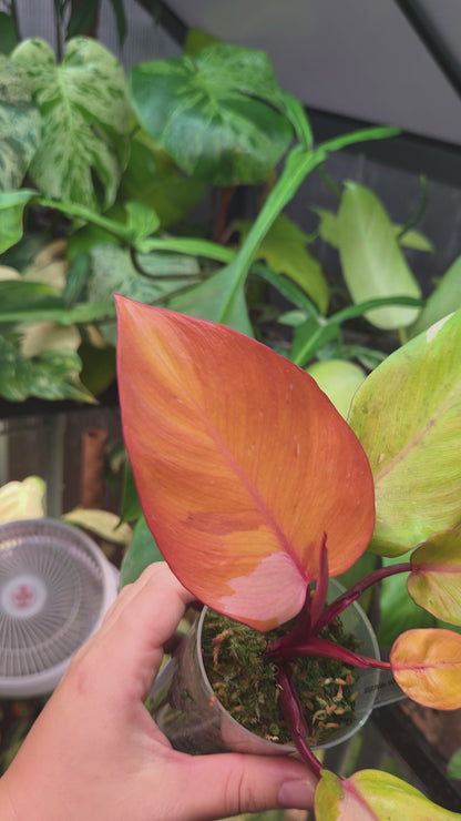 Philodendron Persimmon Princess