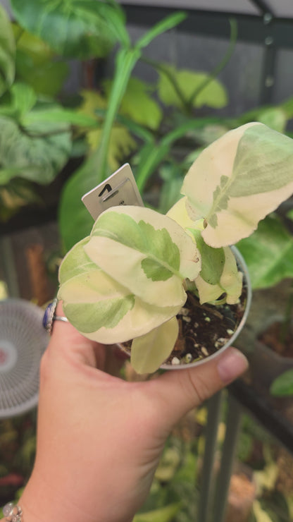 Philodendron Burle Marx White Lava