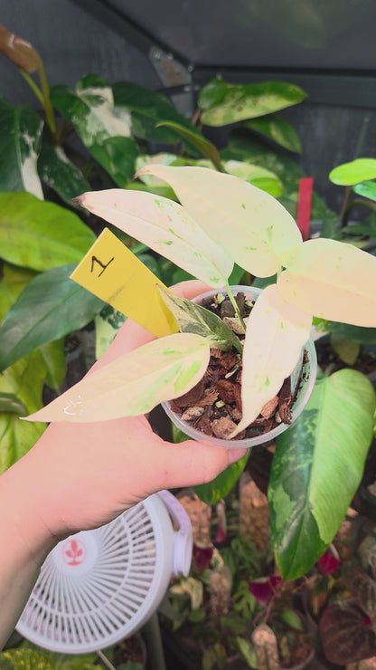 Epipremnum Pinnatum Cebu Blue Variegata