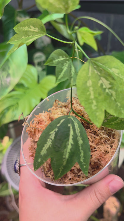 Passiflora Trifasciata