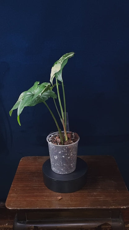 Syngonium Podophyllum Aurea