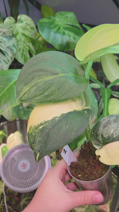 Scindapsus Jade Satin Aurea