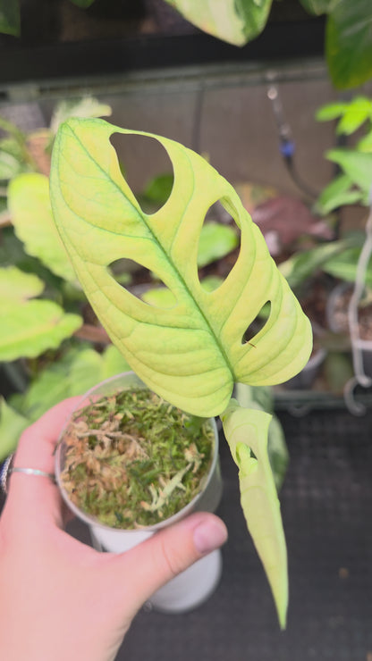 Monstera Adansonii Swedish Ghost