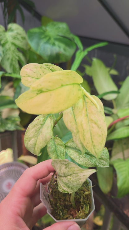 Rhaphidophora Puberula Variegata
