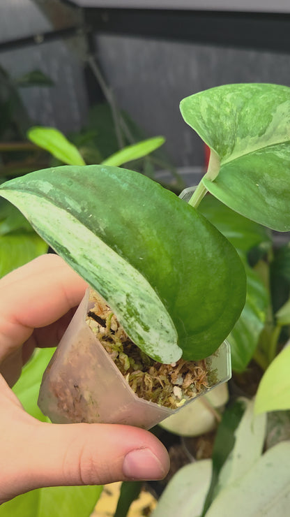 Scindapsus Halimoon Medium