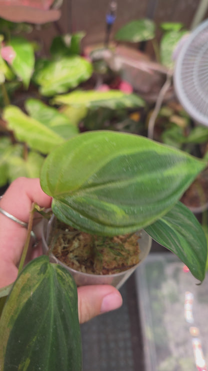 Philodendron Micans GOG Variegata