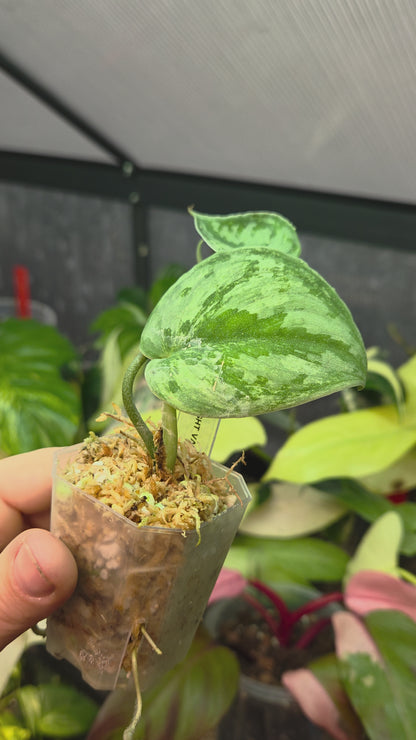 Scindapsus Silver Knight Variegata