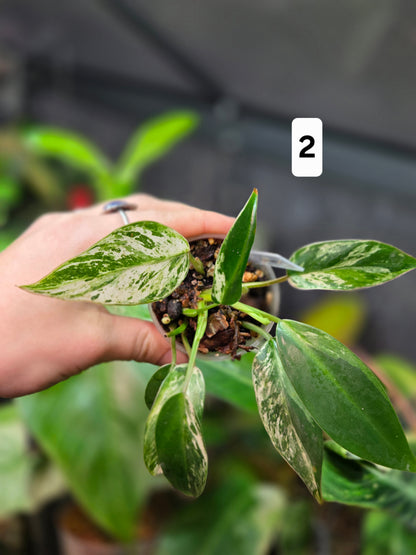 Philodendron Emerald Ice