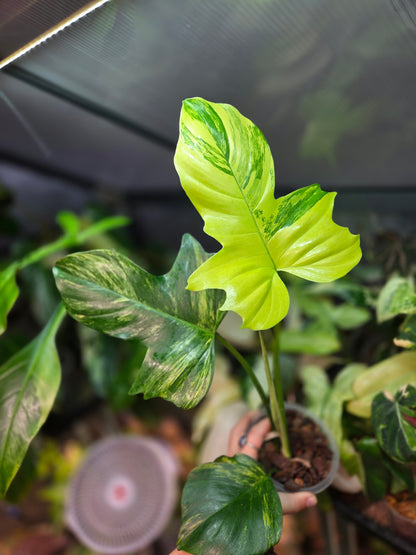 Philodendron Florida Beauty x Mayoi