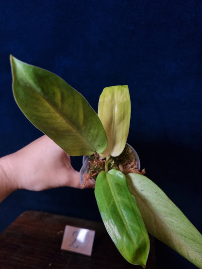 Philodendron Whipple Way Mottled