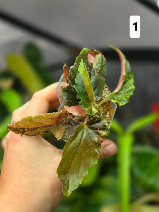 BegonIa Ginny Galaxy