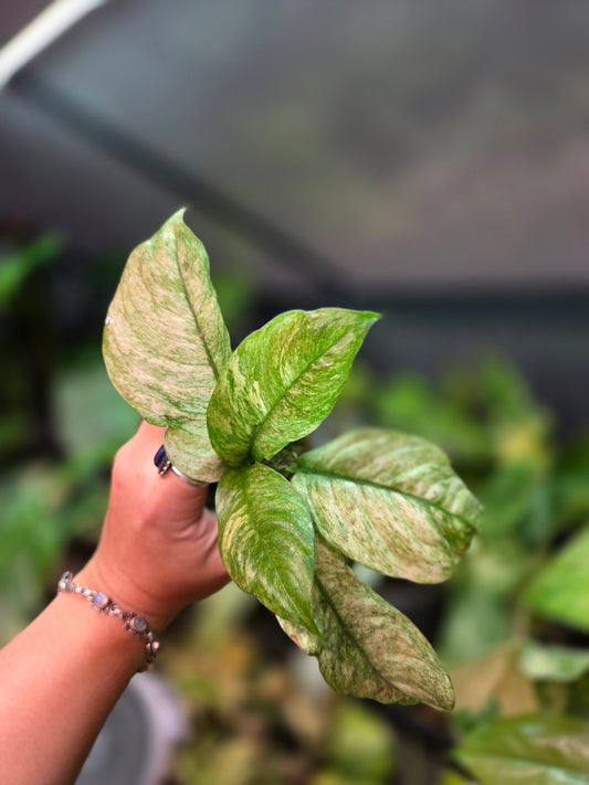 Rhaphidophora Puberula Variegata