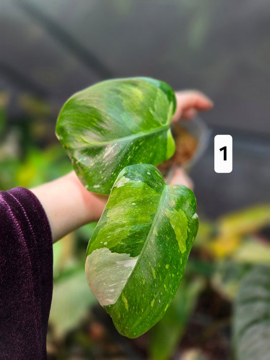 Philodendron White Princes Aurea/Tricolor