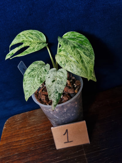 Epipremnum Pinnatum Marble