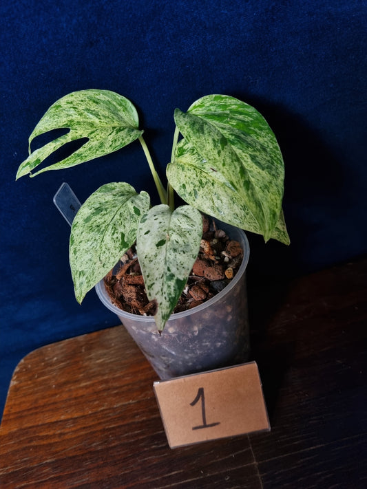 Epipremnum Pinnatum Marble