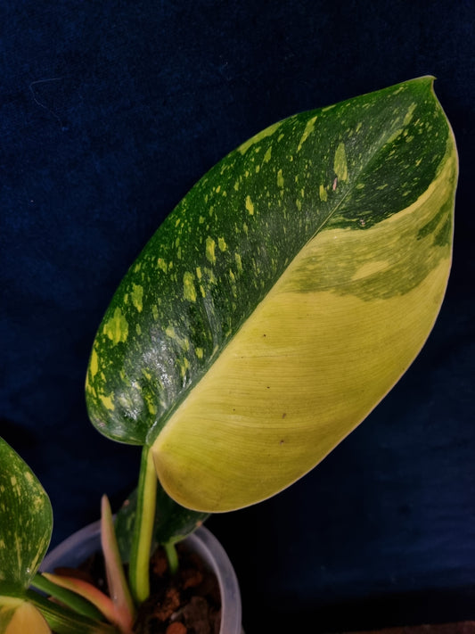 Philodendron Green Congo Variegata