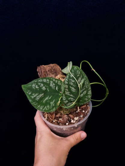 Monstera Dubia