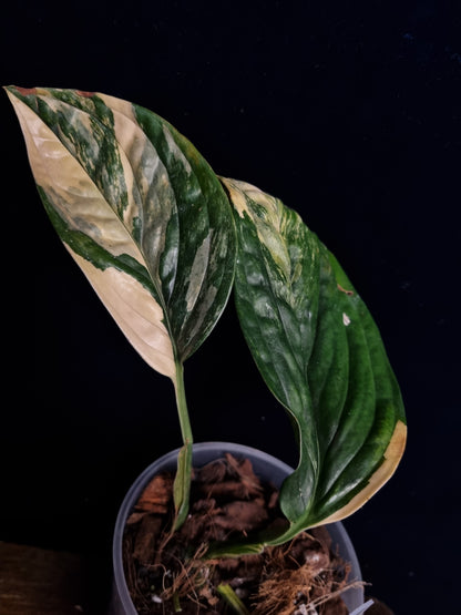 Monstera Karstenianum/Peru Variegata