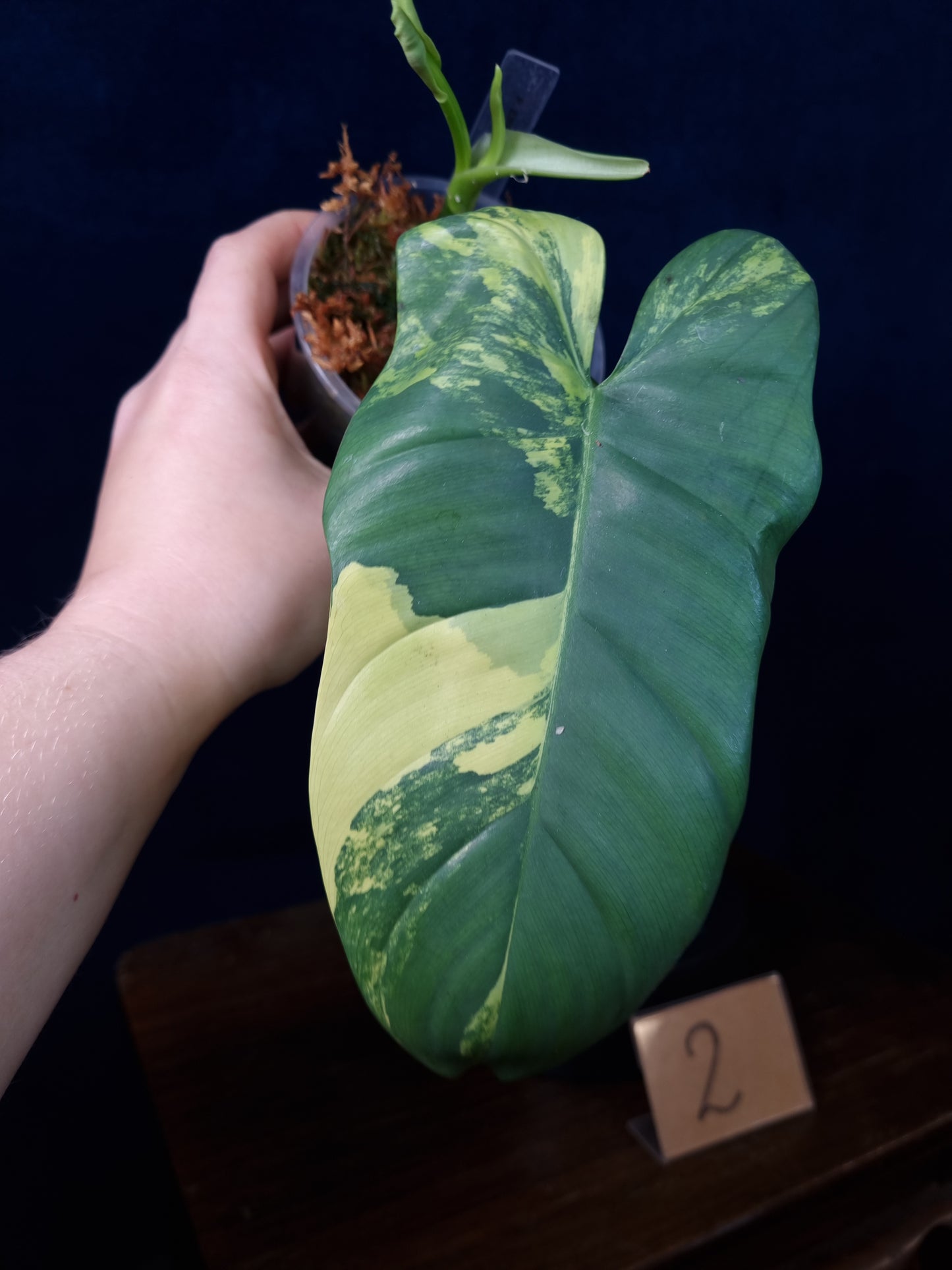 Philodendron Bipennifolium Variegata