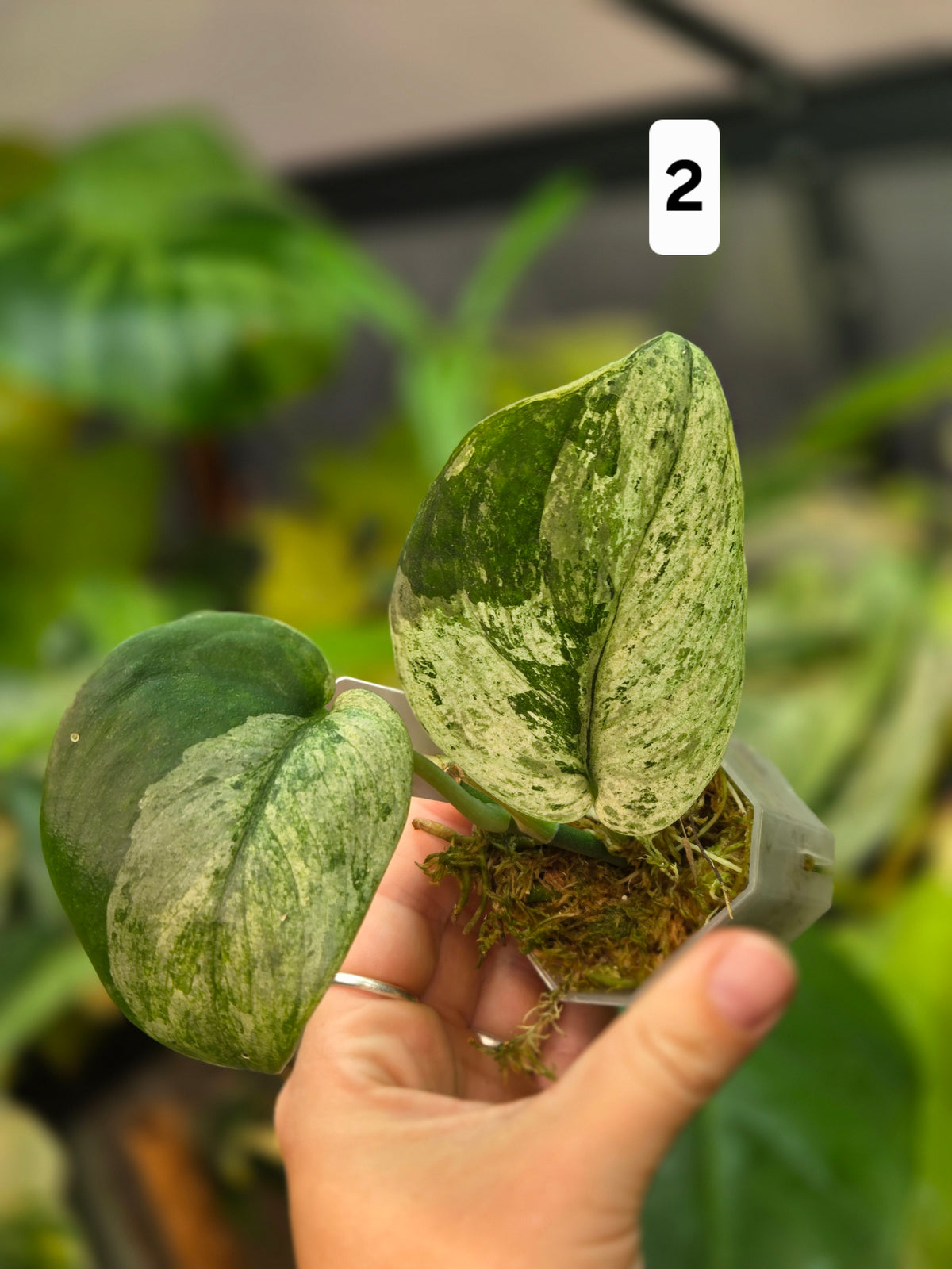 Scindapsus Jade Satin Marble Queen