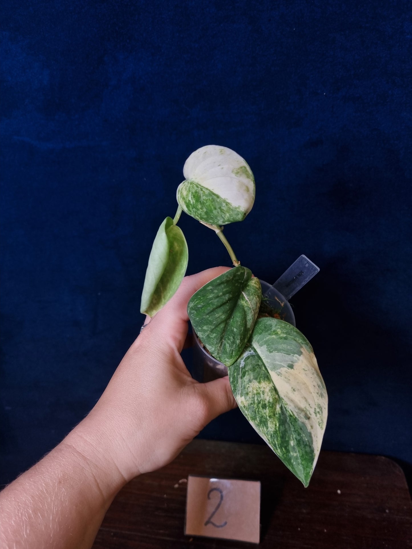 Scindapsus Mangurai Medium