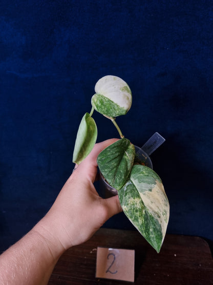 Scindapsus Mangurai Medium