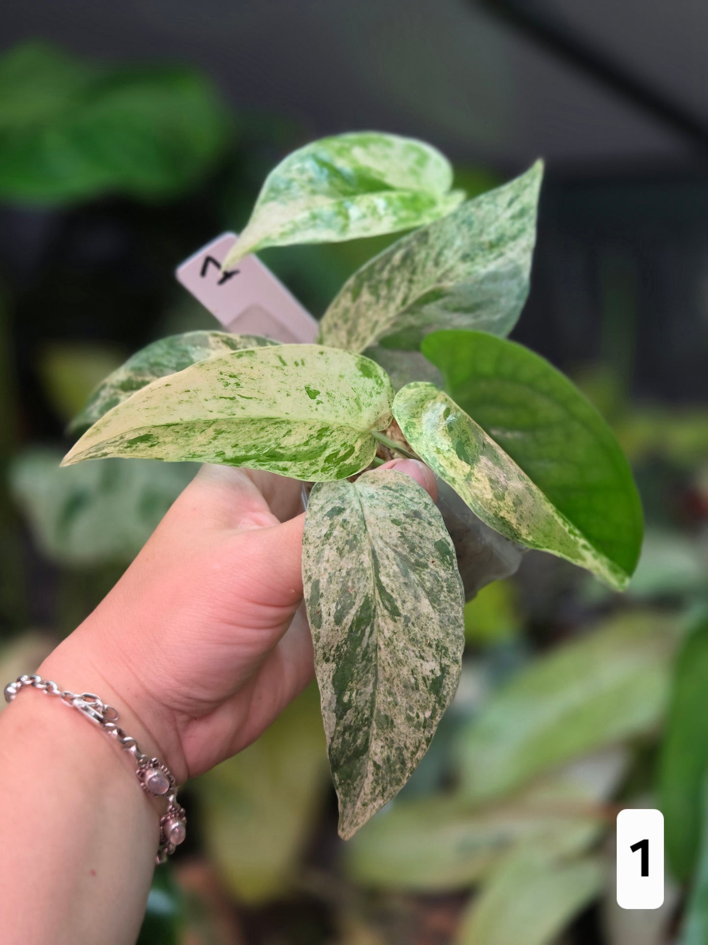 Epipremnum Pinnatum Cebu Blue Variegata