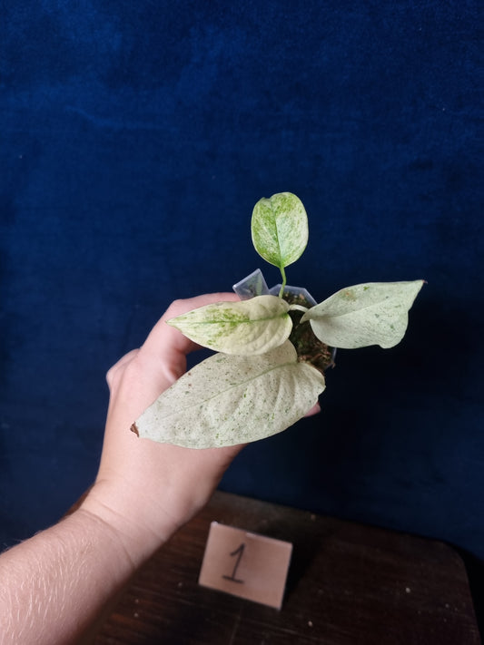 Monstera Laniata Mint