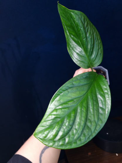 Monstera Pinnatipartita