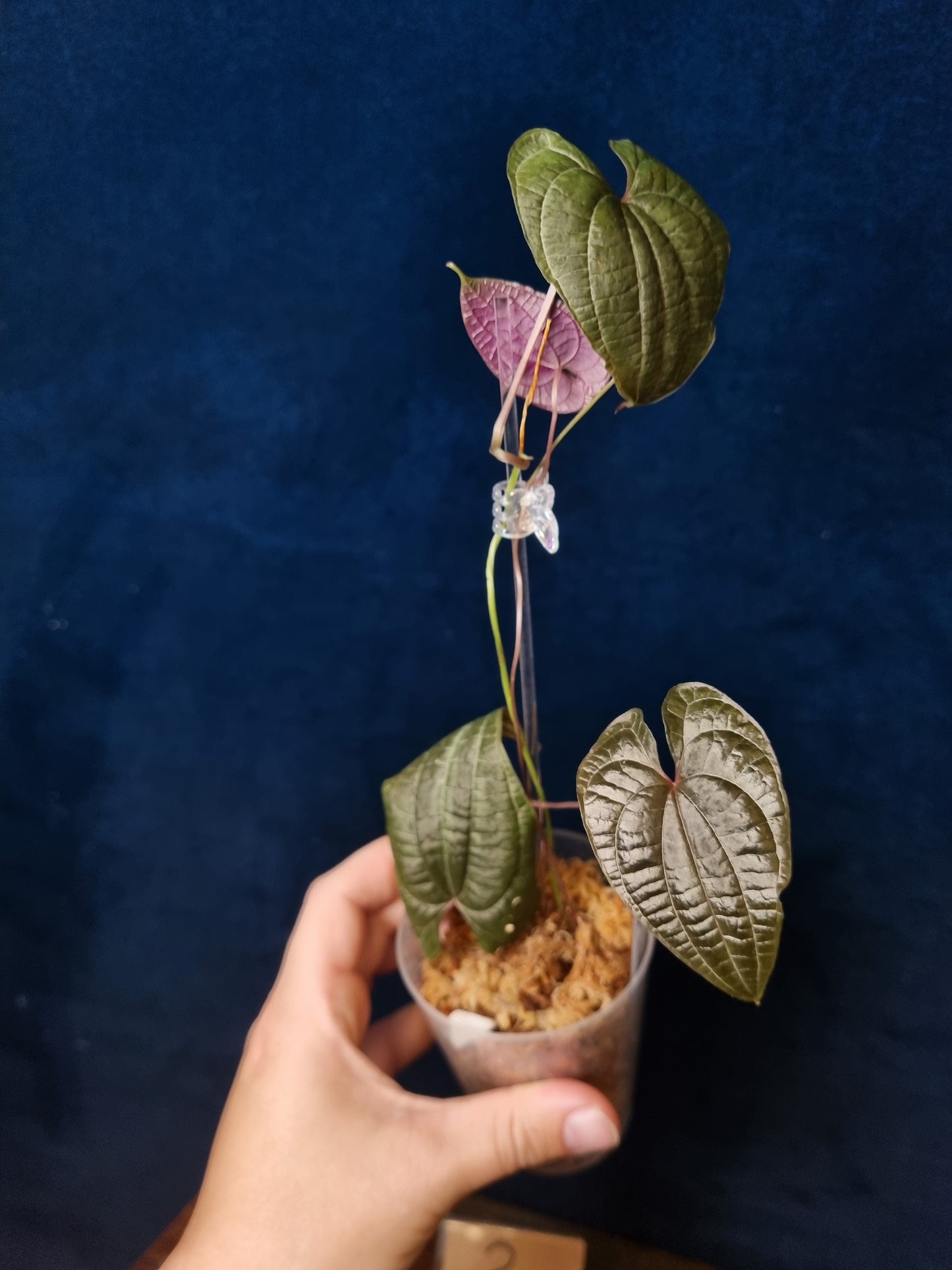 Dioscorea Discolor Medium