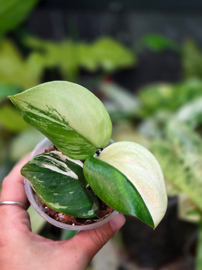 Scindapsus Rubicon