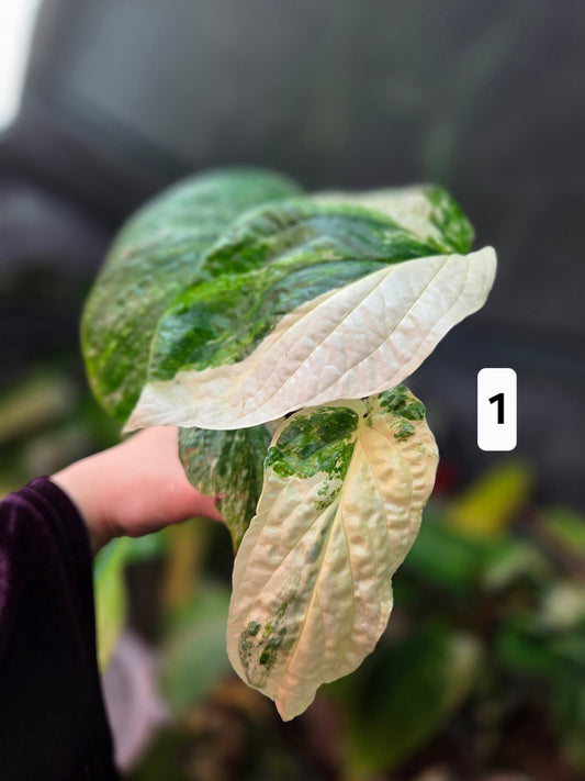 Amydrium Medium Variegata