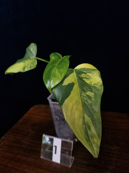 Philodendron Bipennifolium Variegata