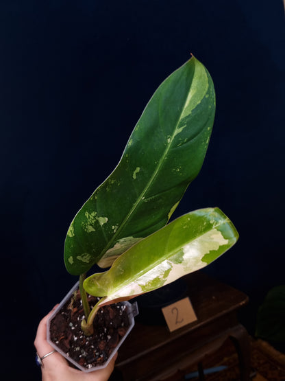 Philodendron Whipple Way Marble/Mint